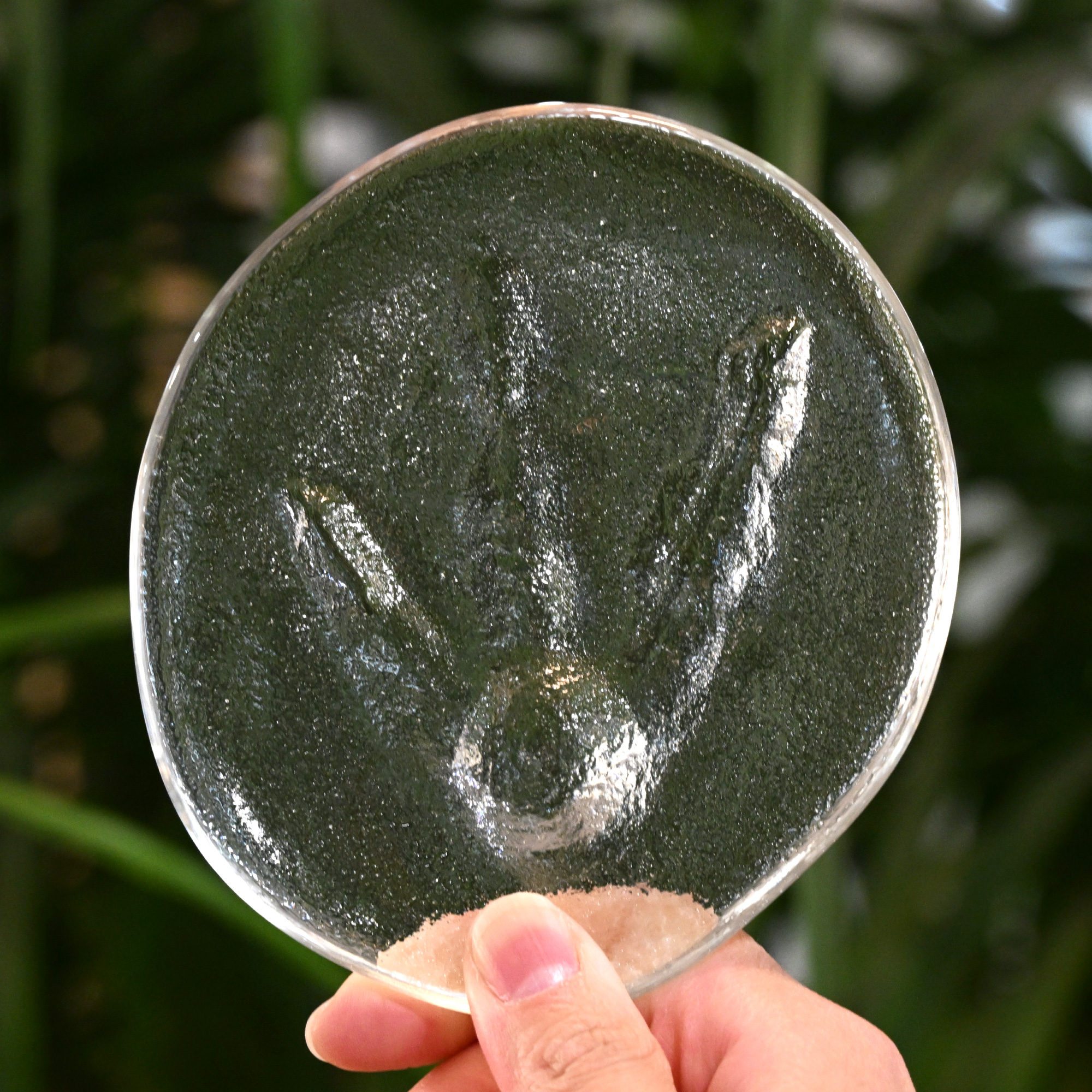 足形ガラスレリーフ　ケープペンギン