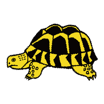 ヘルマンリクガメ