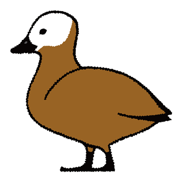 アカツクシガモ