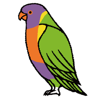 ゴシキセイガイインコ