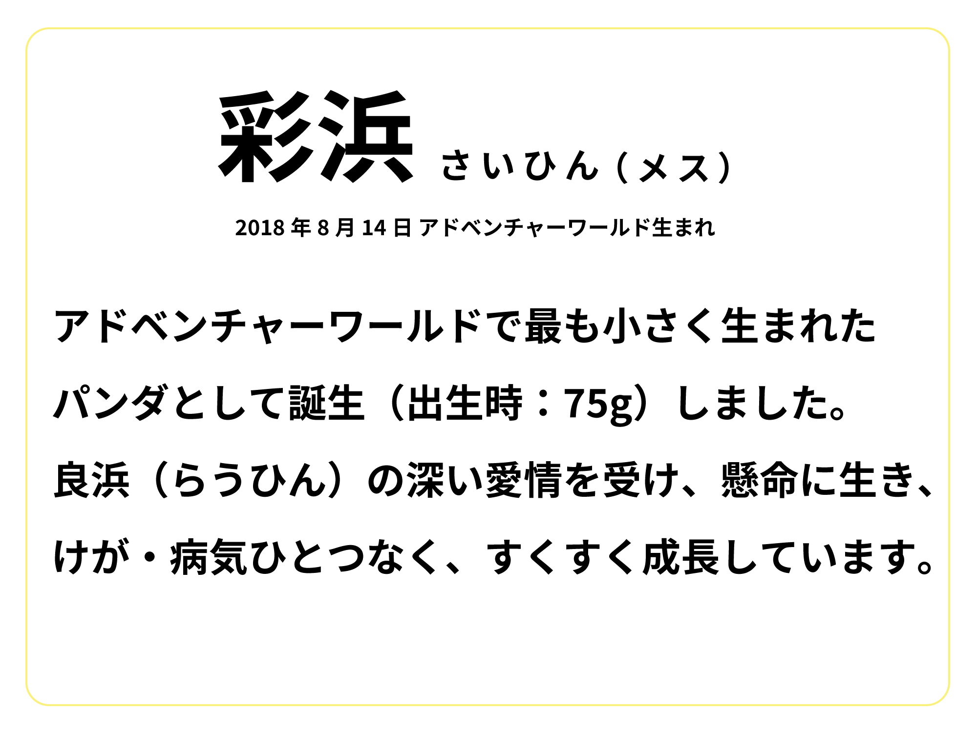 アドベンチャーワールド公式2024彩浜お誕生日記念グッズ販売のご案内オンラインショップ